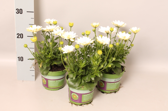 Osteospermum Double White