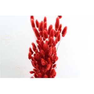 Dried Lagurus X5 Bl Red Bunch
