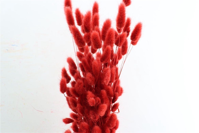 <h4>Dried Lagurus X5 Red Bunch</h4>