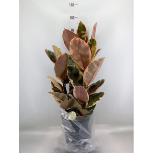 Ficus elastica 'Belize'