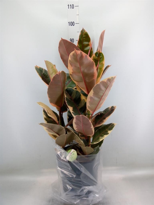 <h4>Ficus elastica 'Belize'</h4>