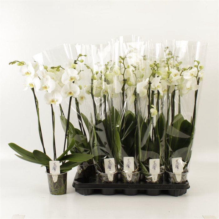 <h4>PHAL OV WIT</h4>