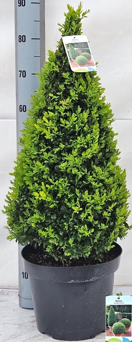 <h4>BUXU SE PYRAMIDALIS</h4>