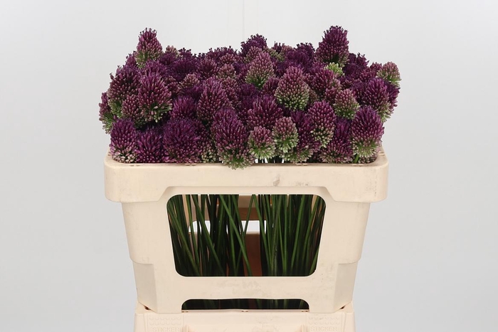 <h4>Allium Sphaerocephal (kogel)</h4>