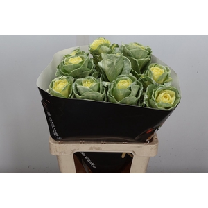 Brassica Wx Creme