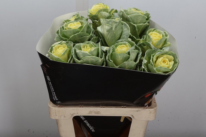 <h4>Brassica Wx Creme</h4>
