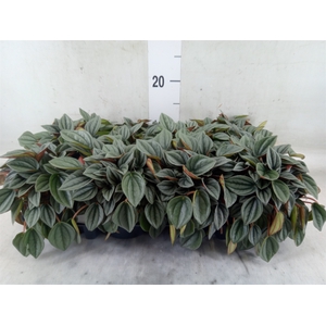 Peperomia  'Napoli Nights'