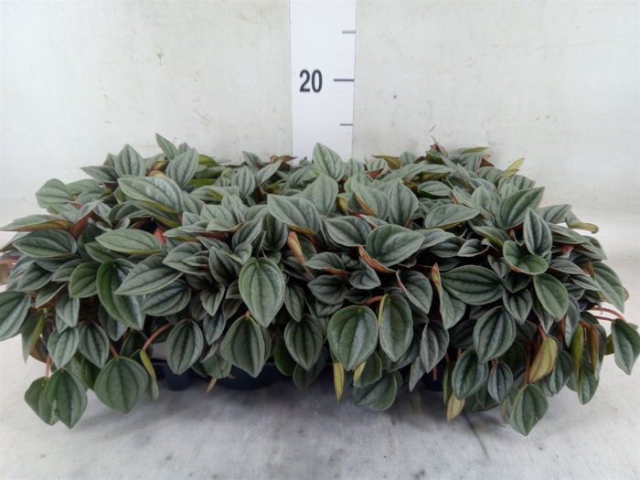 <h4>Peperomia  'Napoli Nights'</h4>