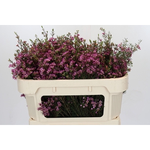 Chamelaucium Purple Pride