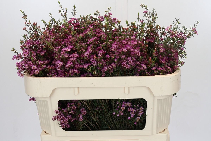 <h4>Chamelaucium Purple Pride</h4>