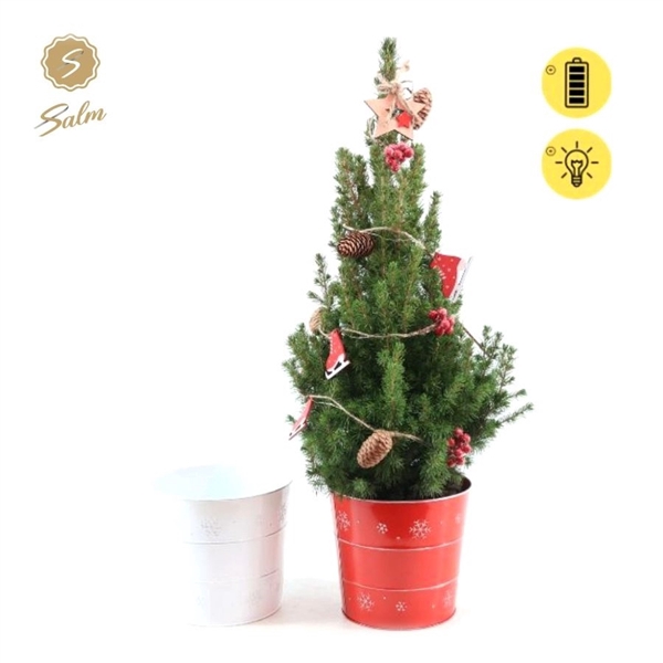 <h4>Picea gl. 'December'® P19 in Zinc X-mas Duo + Winterlight-Skate + Star on Loop</h4>