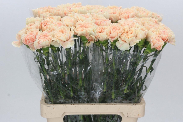 <h4>Dianthus St Apple Tea</h4>