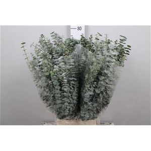 Euca Baby Blue Per Bunch 300 Gram