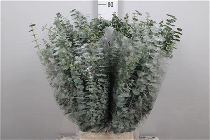 <h4>Euca Baby Blue Per Bunch 300 Gram</h4>