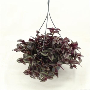Tradescantia overig
