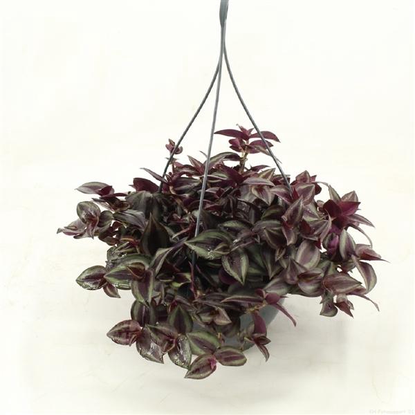<h4>Tradescantia overig</h4>