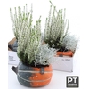 ARR TUINPLANTEN