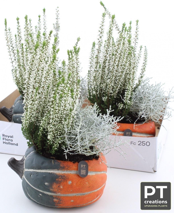 ARR TUINPLANTEN