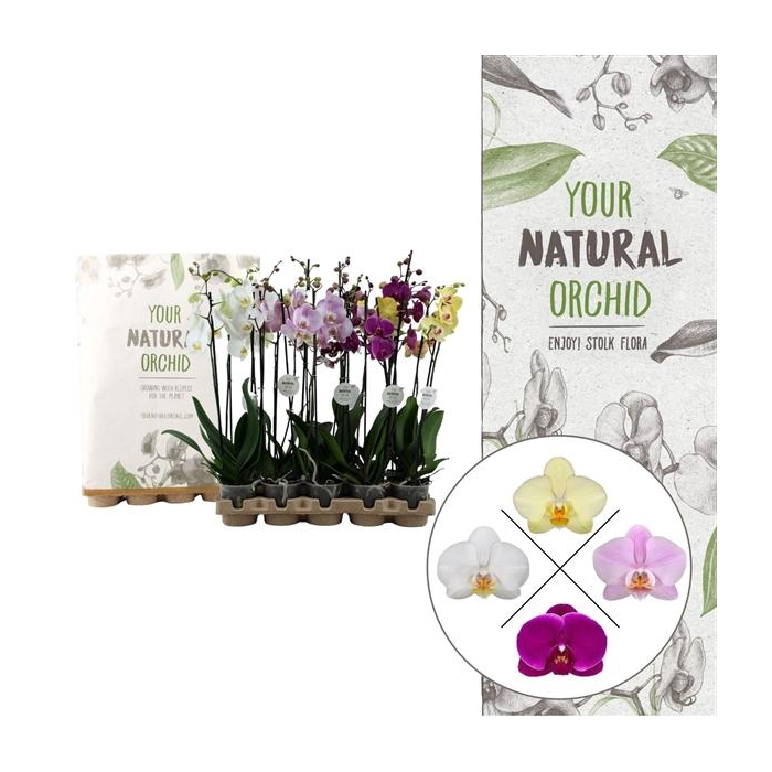 <h4>Your Natural Orchid | Eco Mix 65cm | Phalaenopsis 2 spike</h4>
