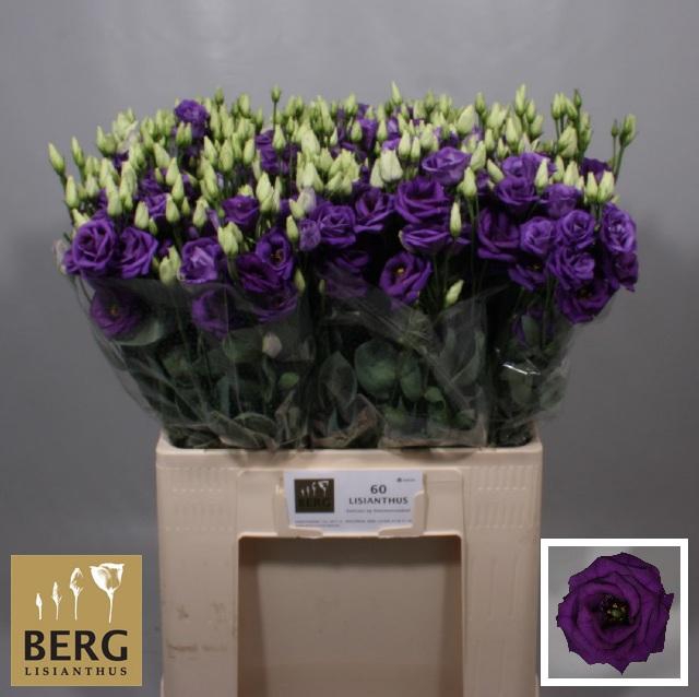 <h4>EUS G ROSI BLUE</h4>