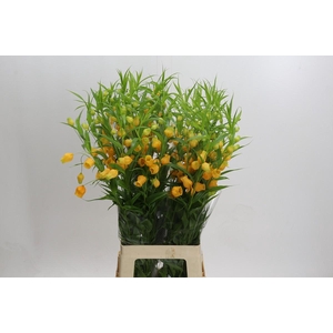 Sandersonia aurantiaca 'Royal Highness'