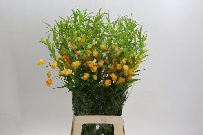 <h4>Sandersonia aurantiaca 'Royal Highness'</h4>