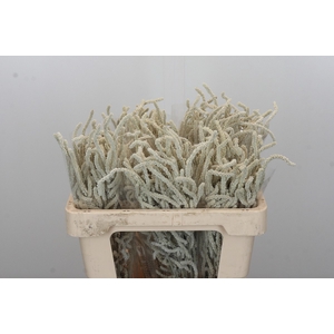 Amaranthus Yearming Desert