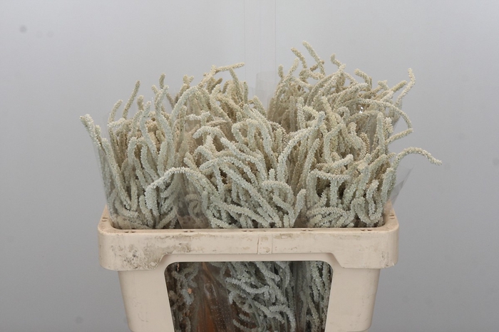 <h4>Amaranthus Yearming Desert</h4>