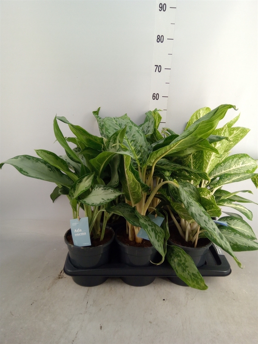 <h4>Aglaonema   ...mix</h4>