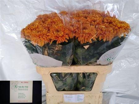 <h4>Chr G Baveno Orange</h4>