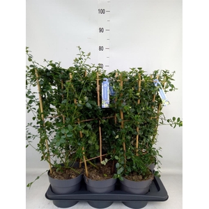 Ceanothus thyrsiflorus var. repens