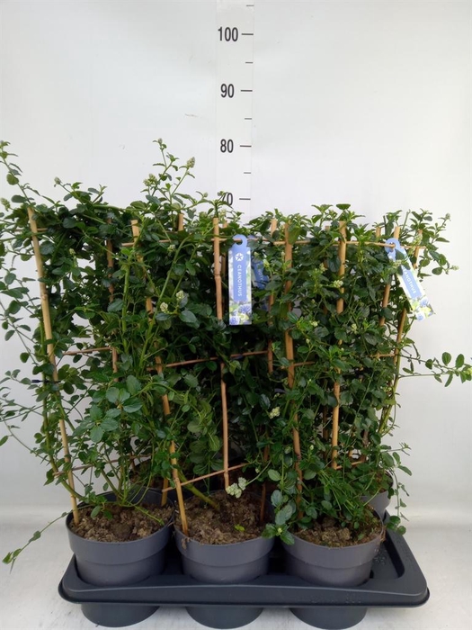 <h4>Ceanothus thyrsiflorus var. repens</h4>