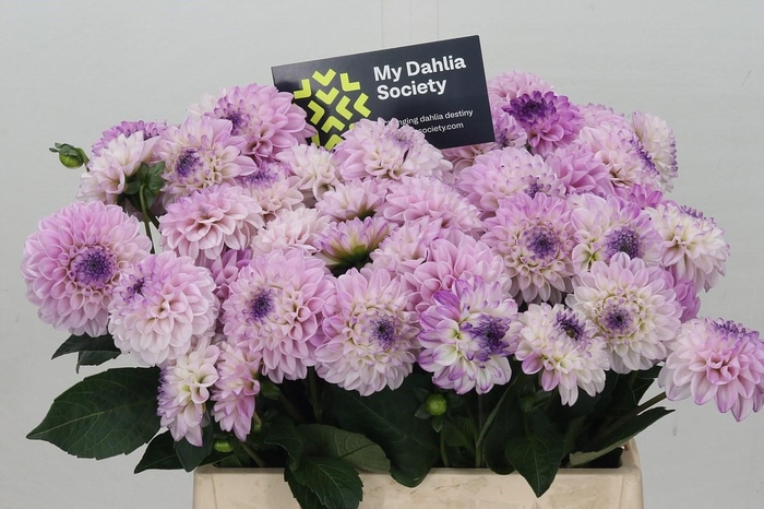 Dahlia (Ball Grp) 'Genova'