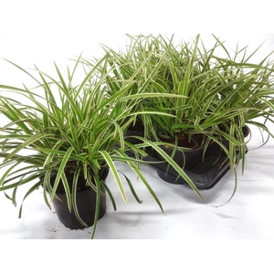 CARE MO VARIEGATA