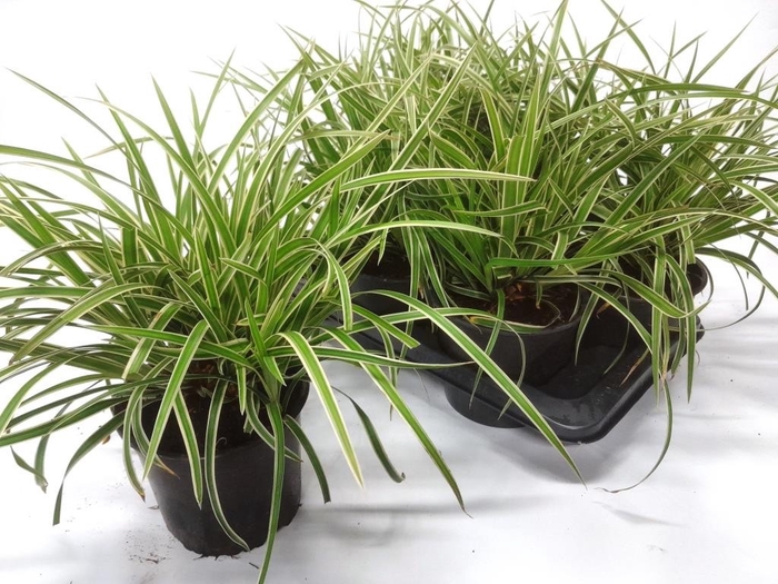 <h4>CARE MO VARIEGATA</h4>