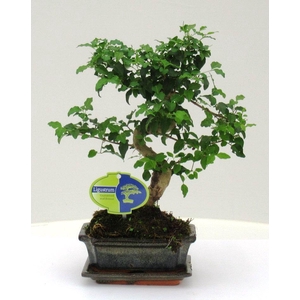 Ligustrum sinensis, 15cm., shape, with drip tray