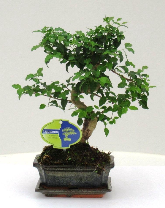 <h4>Ligustrum sinensis, 15cm., shape, with drip tray</h4>