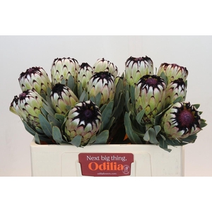 Protea Niobe