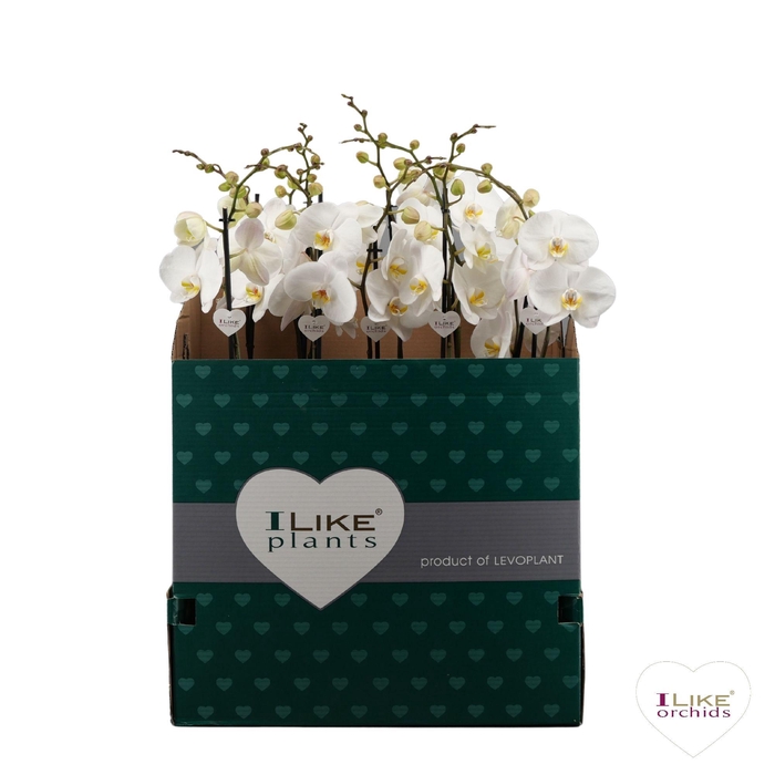 <h4>Phalaenopsis wit-gele lip - 1 tak 70cm 9+/vertakt</h4>