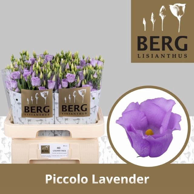 <h4>EUS E PICCO LAVENDER</h4>