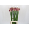 Nerine Katjana