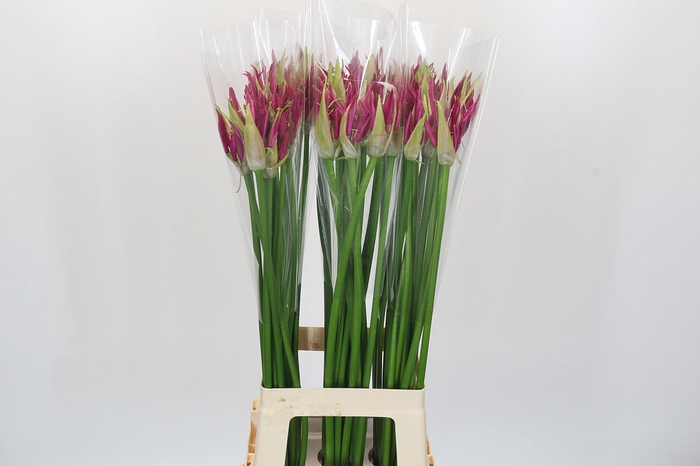 Nerine Katjana