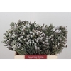 Kaaps Groen Silver Brunia