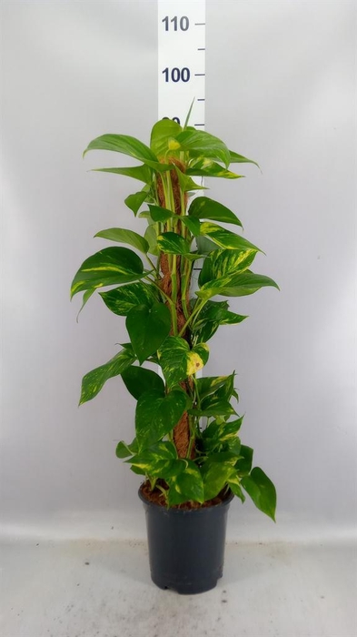 <h4>Epipremnum pinn.   ...moss stick</h4>