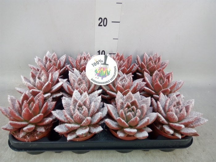 <h4>Echeveria  'Miranda'</h4>