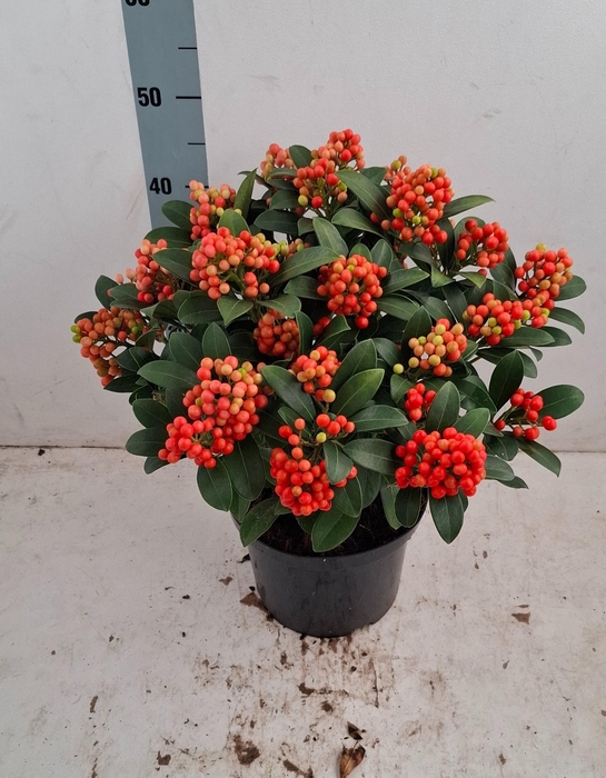 <h4>Temptation 23cm 20+ tros</h4>