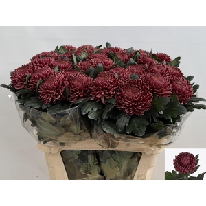 Chr G Bigoudi Red