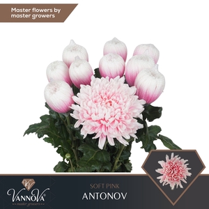 Chr G Antonov Soft Pink