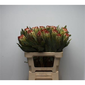 Protea Esme