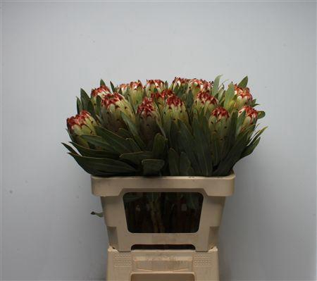 <h4>Protea Esme</h4>